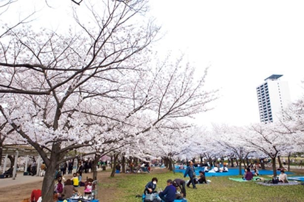 濠沿いにベンチのある城南地区はお散歩にも最適｡3月24日～4月16日(4月10日～13日を除く)にはケータリングカー｢桜のグルメ村｣も/大阪城公園