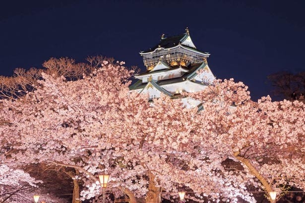 ぼんぼりの明かりに映える大阪城天守閣と桜はまさに幽玄の世界。今だけの幻想的な春景色を目に焼き付けよう/大阪城公園