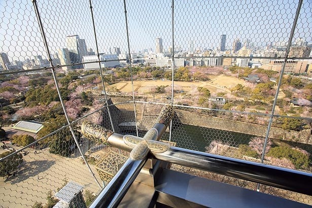 地上50mの展望台からは眼下にピンクの桜の木が/大阪城公園