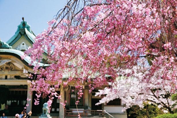 園内の南側、出世開運の神として親しまれる豊國神社には見事な枝ぶりのシダレザクラが/大阪城公園