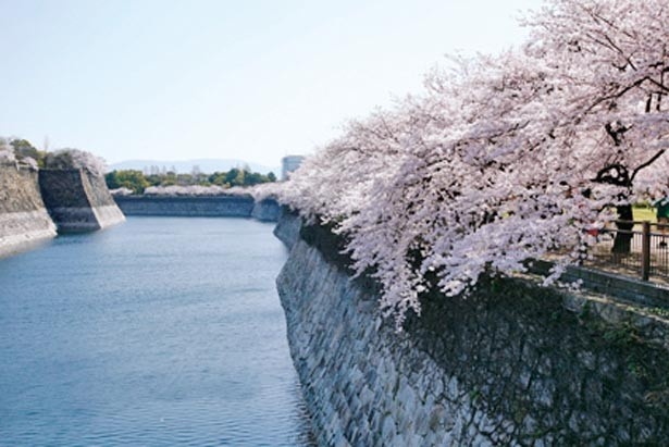 水辺を彩るピンク色も絶品。写真は大手前芝生広場から見た城南地区・南外濠沿いの桜/大阪城公園