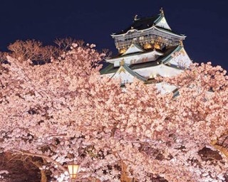 【大阪絶景桜】豪華絢爛な天守閣を薄紅色が華やかに彩る大阪城公園