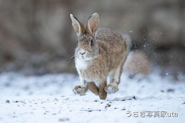 大久野島では珍しく積もった雪の上を走る(冬)