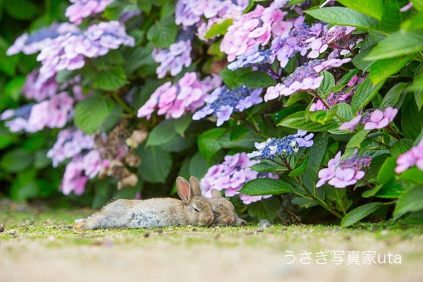 紫陽花の前でお昼寝している仔うさぎ兄弟(初夏)