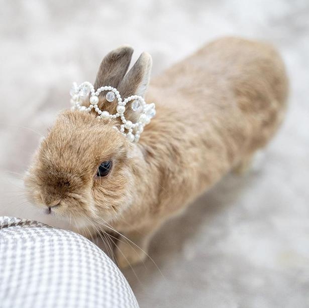 え うさぎが散歩 お花畑を走る姿は まるでメルヘンの世界から飛び出してきたお姫様 ウォーカープラス