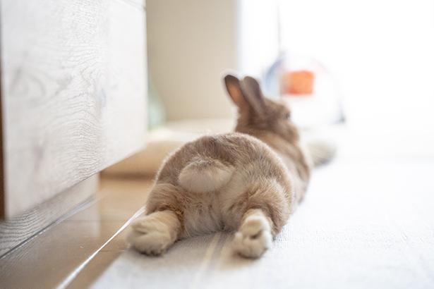 小梅ちゃんのお尻