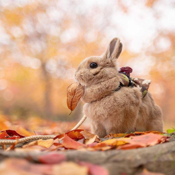 紅葉の季節におでかけ_20