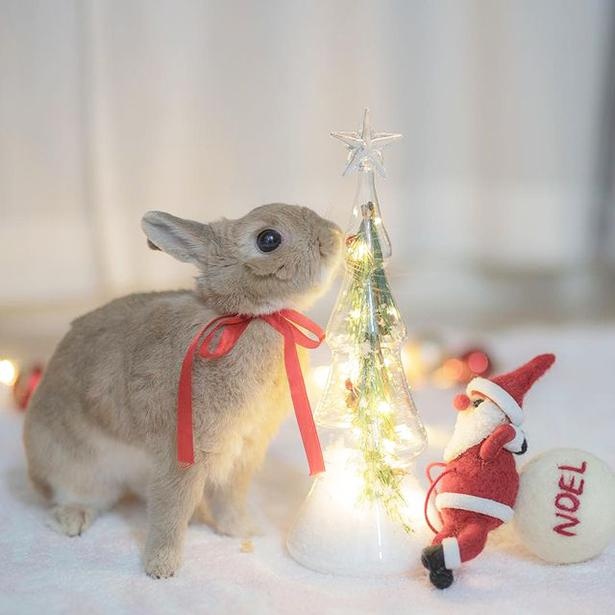 小梅のクリスマス12_光るツリーにキス