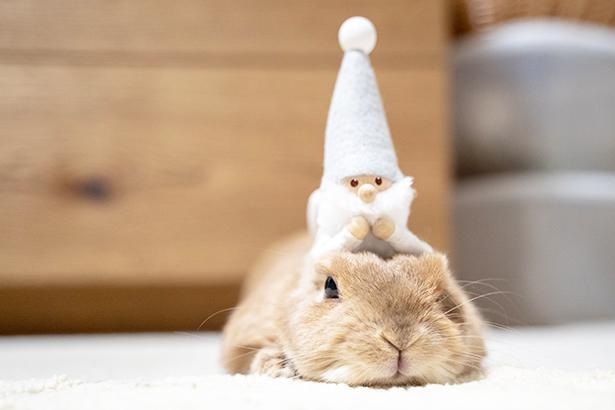 小梅のクリスマス1_小人さんと仲良し