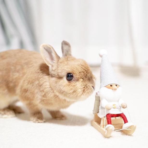 小梅のクリスマス2_そのソリに私も乗せてください