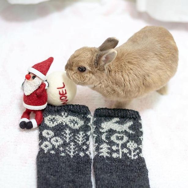 小梅のクリスマス7_こっちの靴下には入ってるかな？