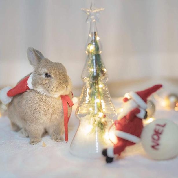小梅のクリスマス10_この光るものは何だ？