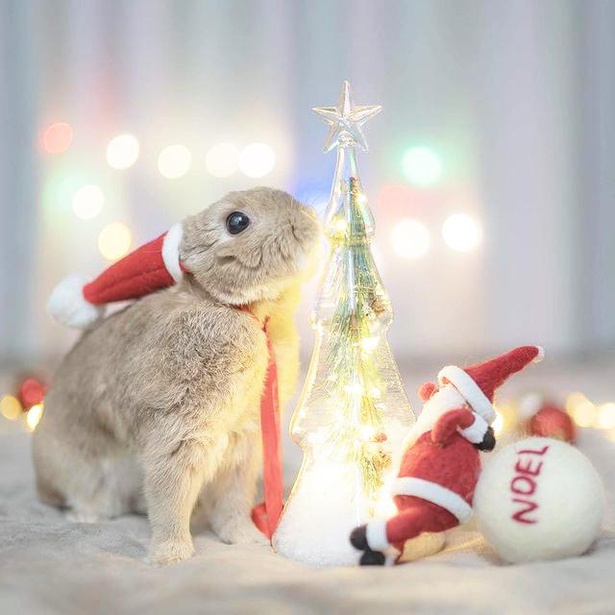 小梅のクリスマス11_光るツリーにキス
