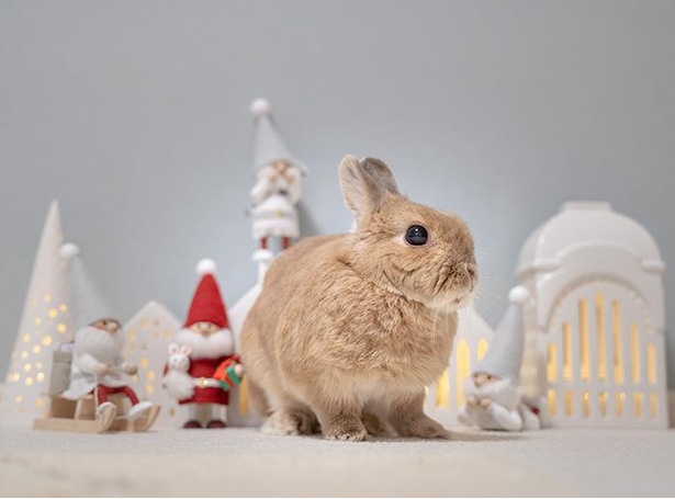 第3位はクリスマスの街に現れた巨大うさぎ(!)のような小梅ちゃん