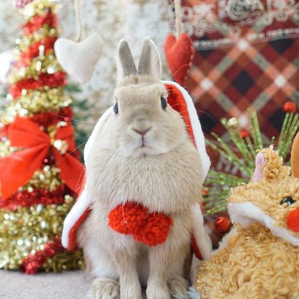 第2位は新米カメラマンだった飼い主さんのためにおすましをした一枚