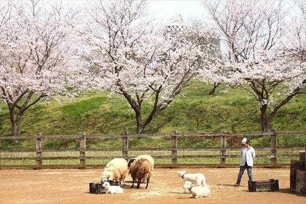 日中の桜風景も美しい成田ゆめ牧場