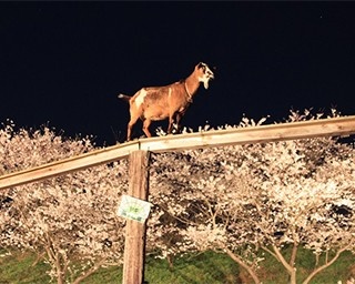 牧場で夜桜イベント開催！動物たちと桃色の夜空を見上げよう