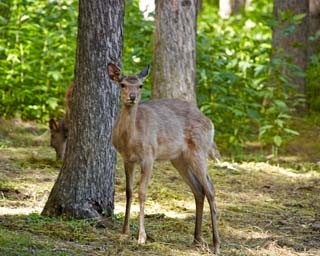 大自然のパワーをもらう！　湖＆火山を歩いて巡る洞爺湖たっぷり満喫コース