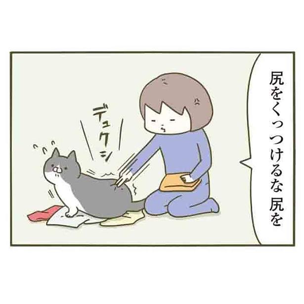 漫画】洗濯物は猫の大好物!?どかしてもどかしてもu2026／うちの猫がまた変 