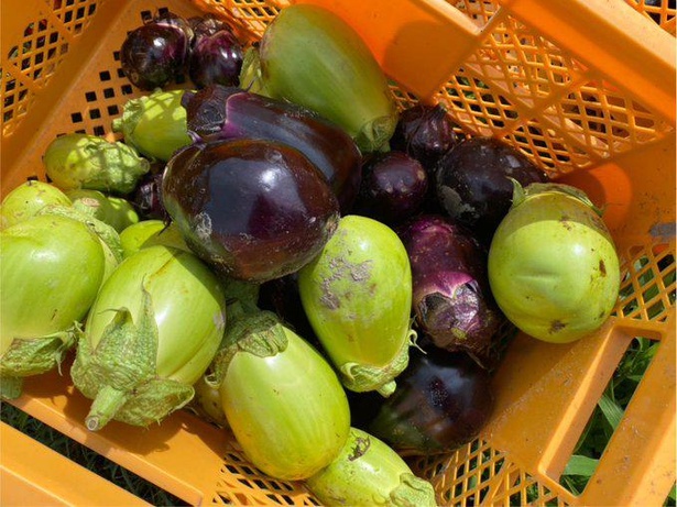 夏は白丸茄子(緑)や泉州絹皮水茄子(紫)など、農薬不使用で栽培した旬野菜が収穫される