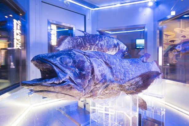 「沼津港深海水族館 シーラカンス・ミュージアム」の情報もばっちり掲載