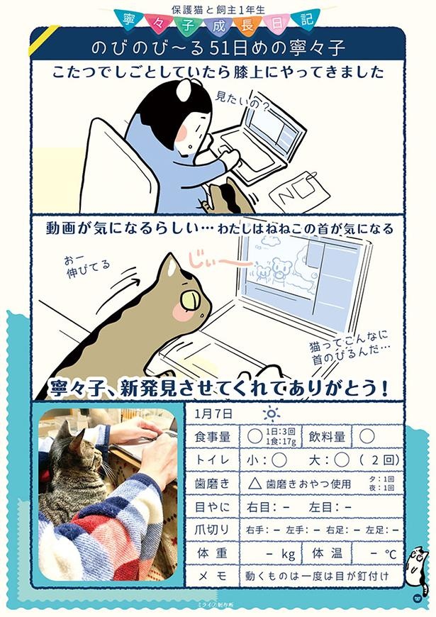 漫画】「ぬるっと伸びた！猫は液体か!?」保護猫・寧々子と猫飼い1年生 