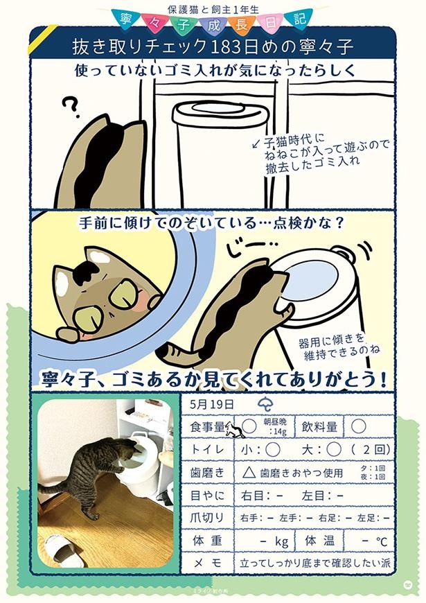 画像7 / 7＞【漫画】「ぬるっと伸びた！猫は液体か!?」保護猫・寧々子 