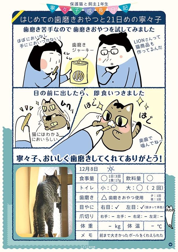 画像24 / 206＞【保護猫漫画】毎日の寧々子の成長日記を一気読み 