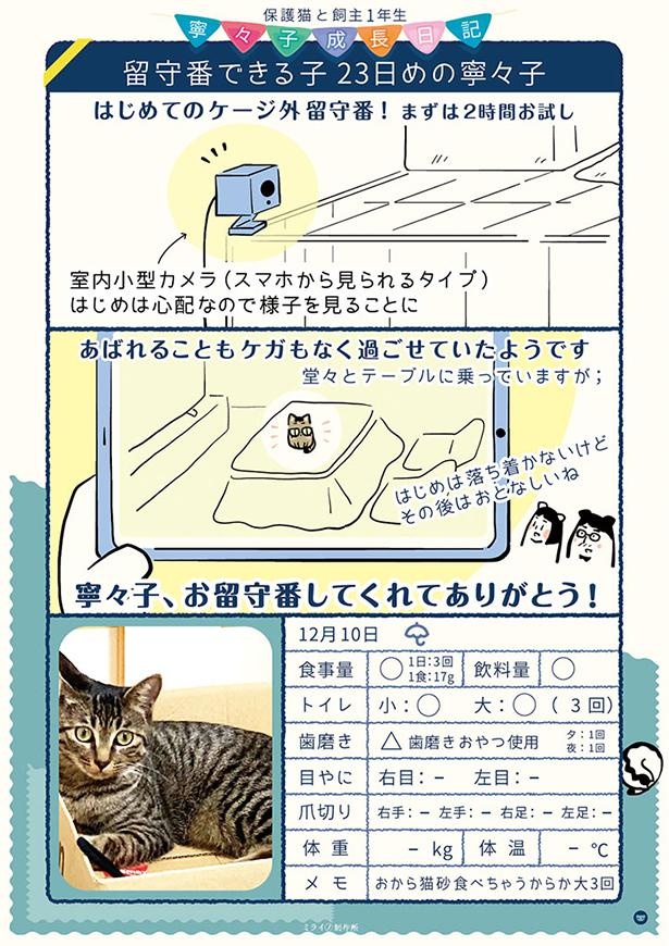 画像18 / 206＞【保護猫漫画】毎日の寧々子の成長日記を一気読み 