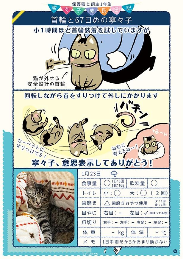 画像70 / 206＞【保護猫漫画】毎日の寧々子の成長日記を一気読み 