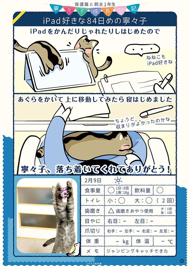 画像87 6 保護猫漫画 毎日の寧々子の成長日記を一気読み ウォーカープラス