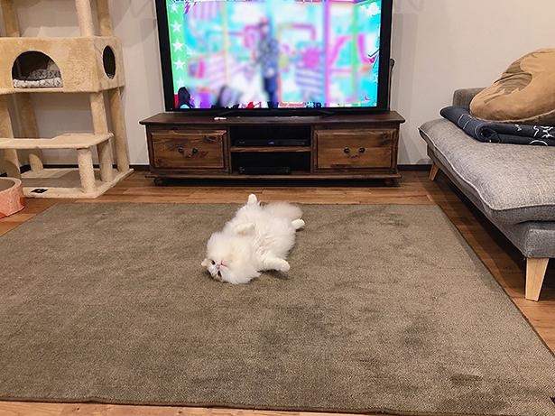 20210817_こっちを見ろアピール