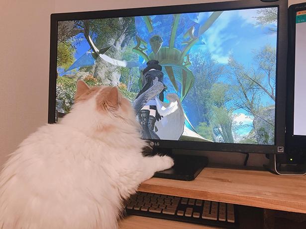 20210811_アポロくんはゲームにも夢中
