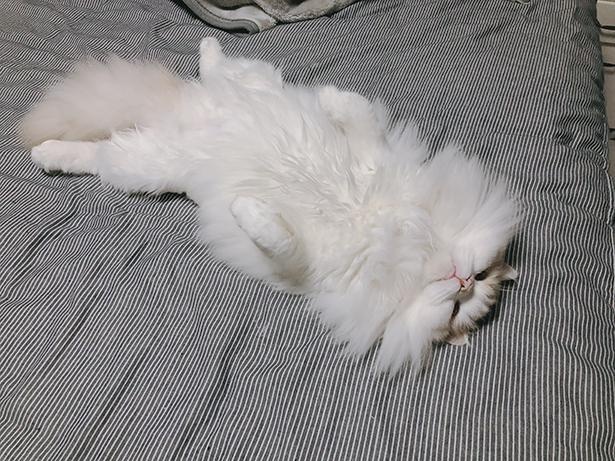 20210804_強そうなぽて寝