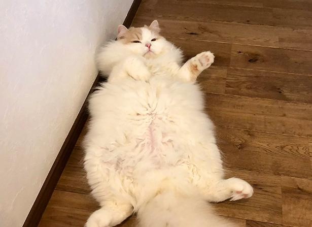 20210801_どすこい感がすごい