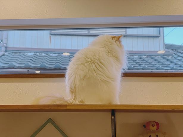 20210730＿ふわっふわでほわほわな背中。