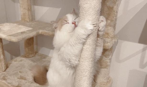 20210713_うっとり顔で爪研ぎする猫