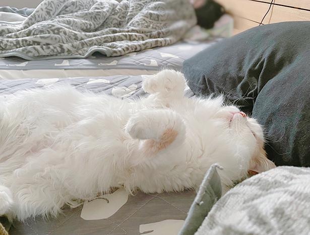 20210625_ゴロゴロのど鳴らしながら側に来たから起き上がって撫でようとしたら場所取られた