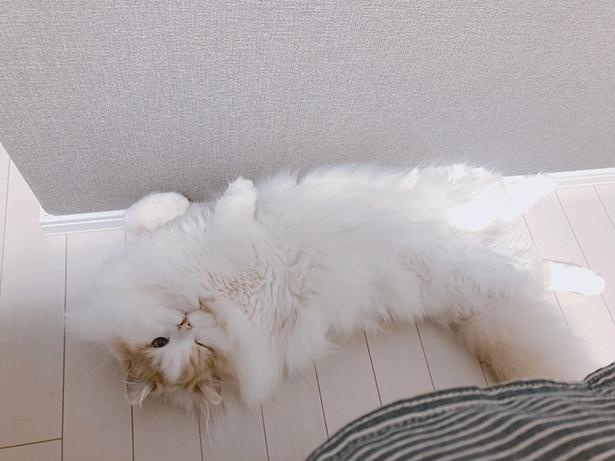 20210623_へそ天にウィンクはずるい