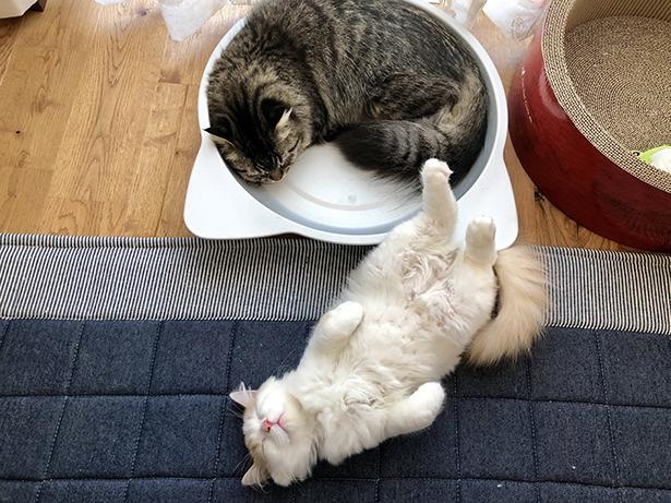 20210613_ひんやり猫鍋が使用中だったので脚だけでもひんやりしたいアポロくん