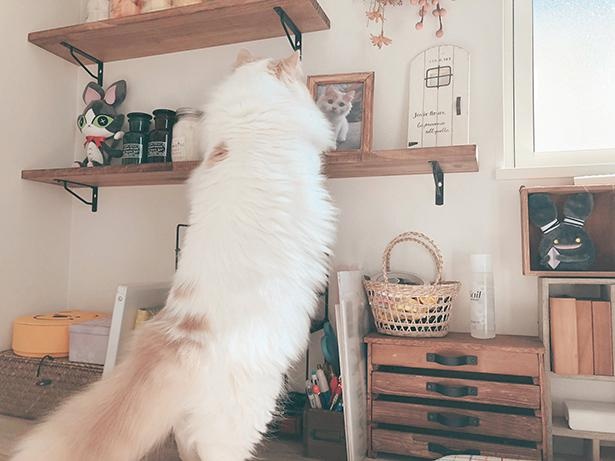 20210509_子猫時代の自分の写真をめっちゃ見る猫