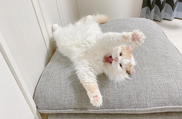 20210420_可愛いヘソ天の写真撮ろうとしたのに何か違うの撮れた