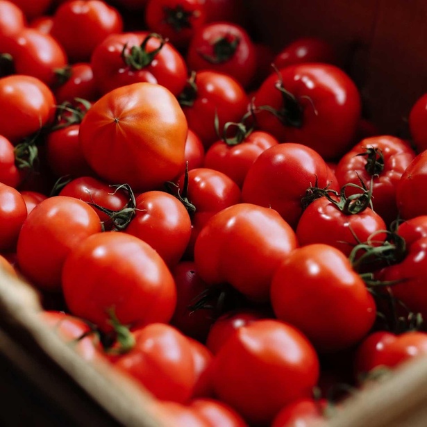 真っ赤に育った「越冬フルーツトマト」はは、リコピンも豊富に含まれている