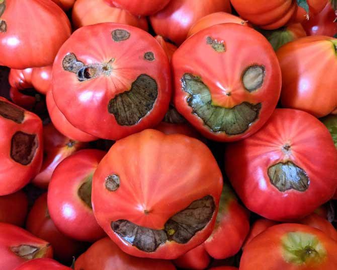「闇落ち」したトマトが人気者に！誕生の舞台裏とおいしいトマトの見分け方を紹介