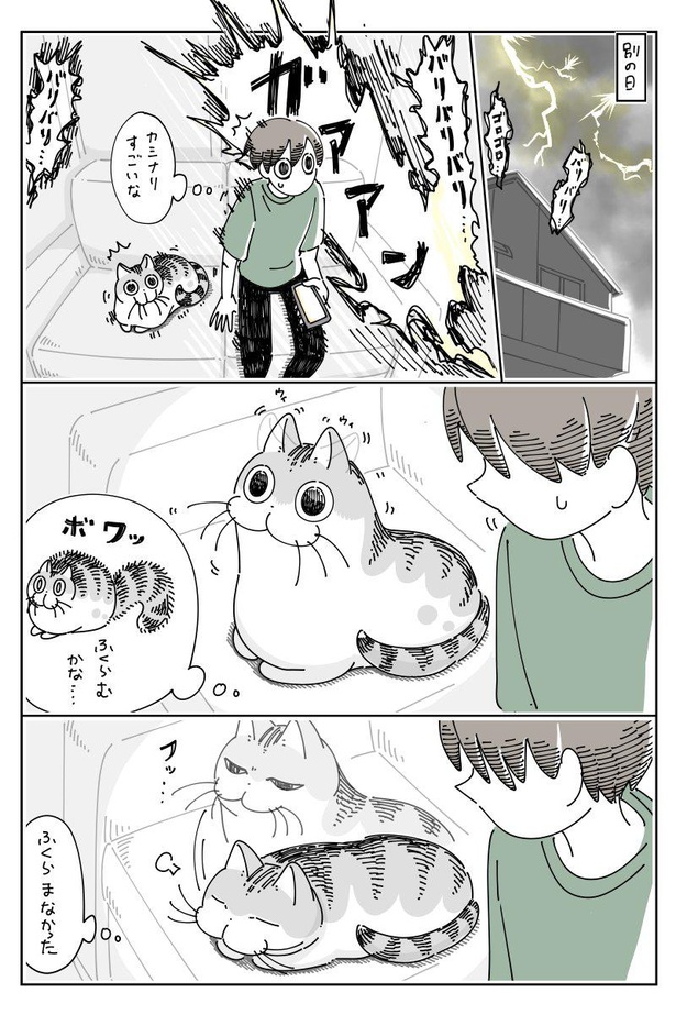 愛猫のしっぽがボワッ カワイイしっぽの動きに翻弄される飼い主を描いた漫画が話題 予測は不可能 写真撮れたらラッキー ウォーカープラス