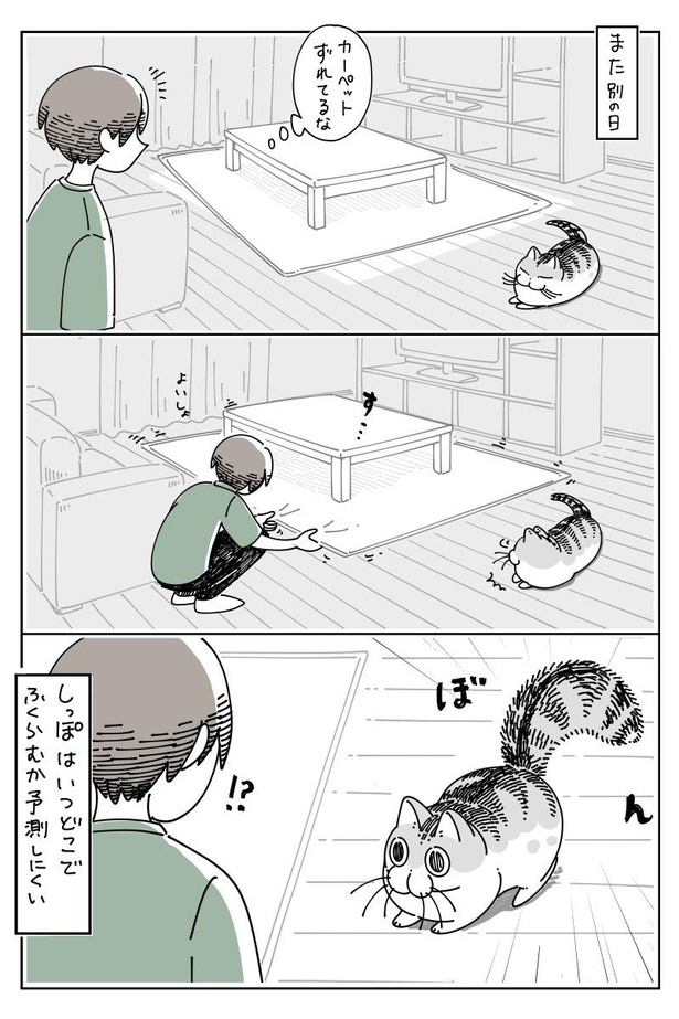 愛猫のしっぽがボワッ カワイイしっぽの動きに翻弄される飼い主を描いた漫画が話題 予測は不可能 写真撮れたらラッキー ウォーカープラス