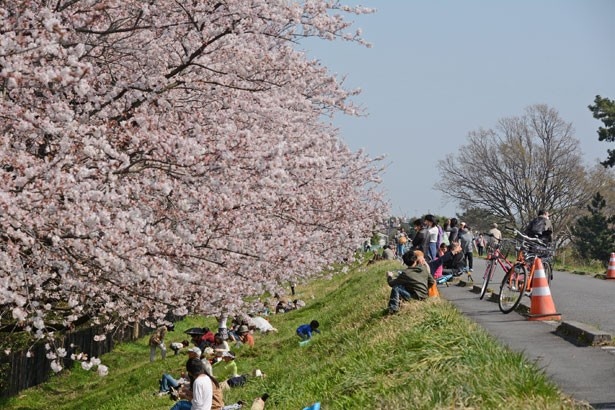 水神前に隣接する西河原公園裏の多摩川の土手まで足を延ばし、お花見散歩を楽しむのもおすすめ