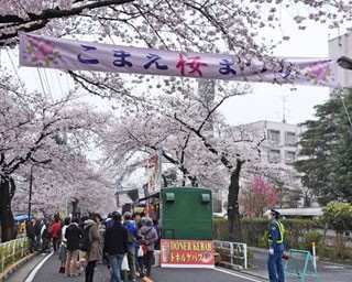 松岡修造さんも登場！パワーアップした「こまえ桜まつり」へGO