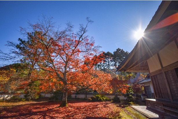 悠遊の森に宿泊すれば三寳寺の紅葉も満喫できる。オススメは朝一番