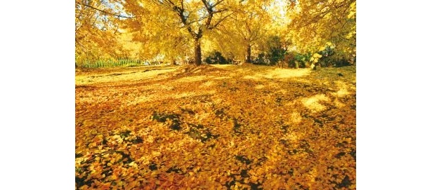 黄金色のイチョウ並木とゴールデンカーペット